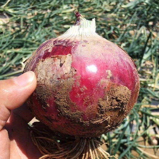 益阳红洋葱