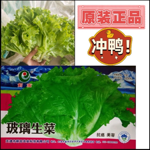西安蓟宏玻璃生菜种子四季播大速生菜种籽脆嫩青菜籽阳台盆栽蔬菜种