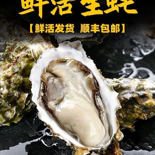 长沙【生蚝批发】福建生蚝鲜活新鲜特大生蚝非乳山生蚝-顺丰包邮