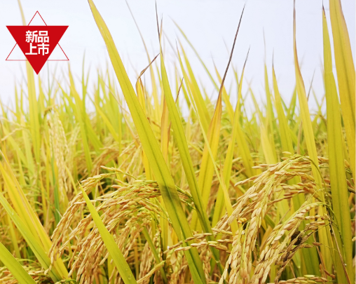 【庐江甄选】千年小红稻米1000g农家老物种大米低糖不抛光