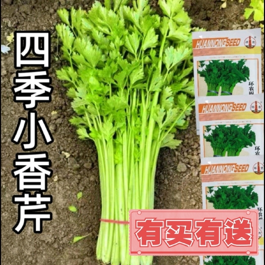 西安环农四季小香芹种子大全芹菜苗种籽大全芹菜种子季青菜籽蔬菜种