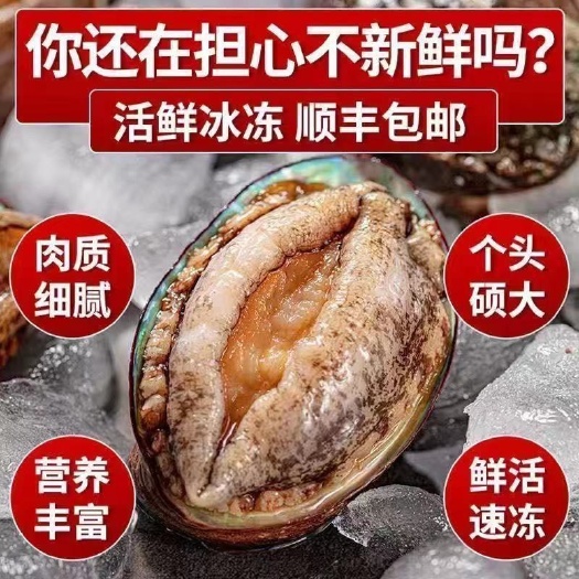 【特大号】鲜活大鲍鱼新鲜冷冻个大鲜活海捕超大非鲍鱼干活体