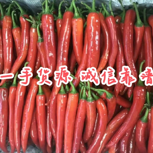 雷州市【一手货源】艳红美人椒，海花红椒产地，小米朝天椒也有