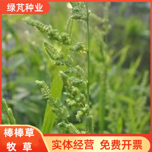沭阳县棒棒草籽小龙虾养殖水草苦梗草菵草水粺籽耐寒低温挺水水草种籽