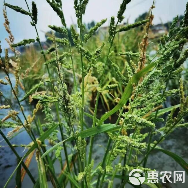 棒棒草籽小龙虾养殖水草苦梗草菵草水粺籽耐寒低温挺水水草种籽