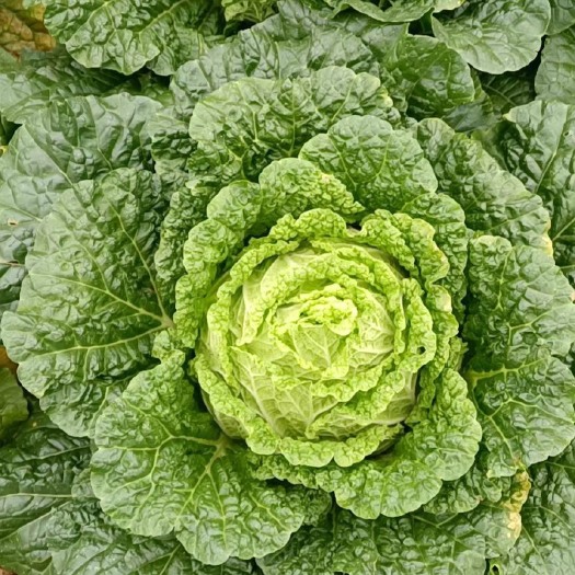 威宁县黄心大白菜