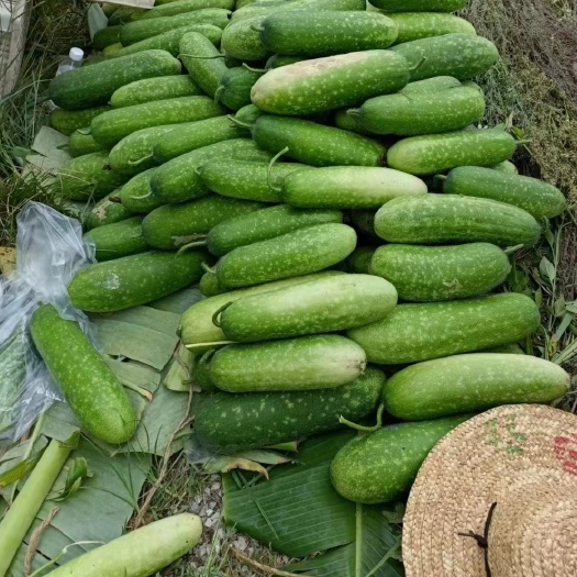 巴马县毛节瓜生态种植长寿乡巴马富硒土地特产小冬瓜泉水灌溉非冬瓜