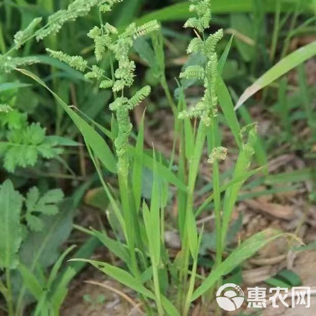 棒棒草籽小龙虾养殖水草苦梗草菵草水粺籽耐寒低温挺水水草种籽