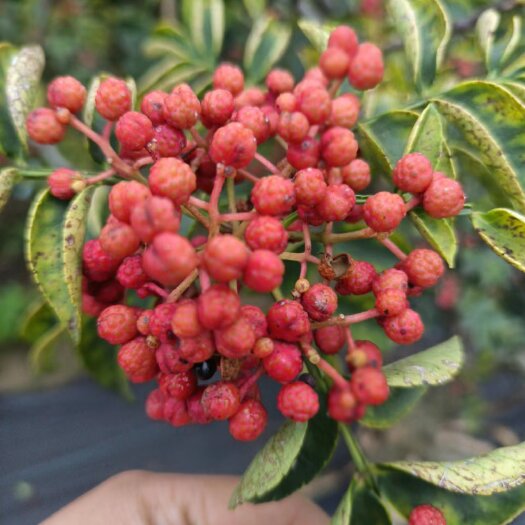 灵宝市花椒8月新下树
