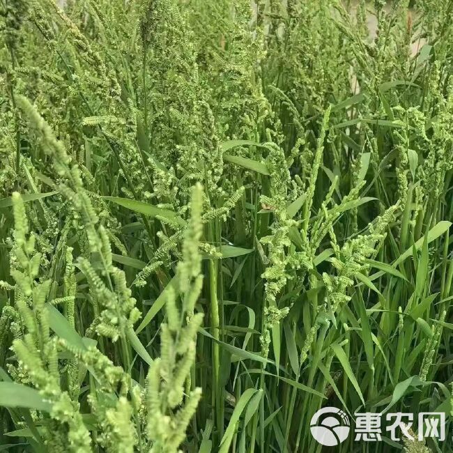 棒棒草籽小龙虾养殖水草苦梗草菵草水粺籽耐寒低温挺水水草种籽