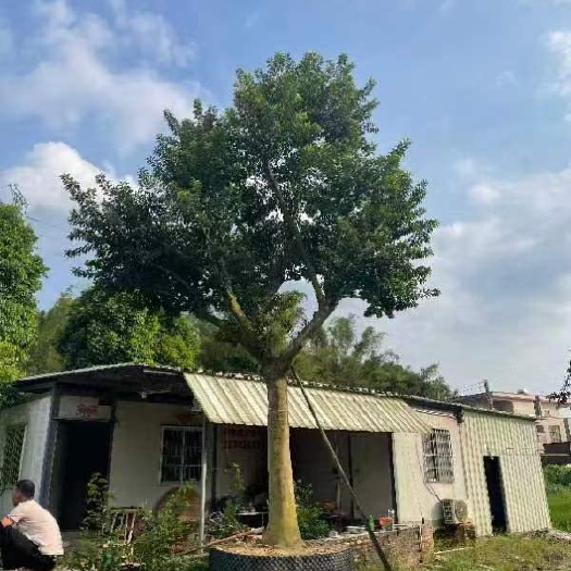 阳春市铁冬青  大量出售，龙胆树，白银树