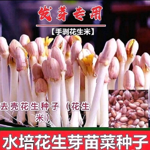 花生种华育25花生芽专用种子芽苗菜种子新种精选手剥9616