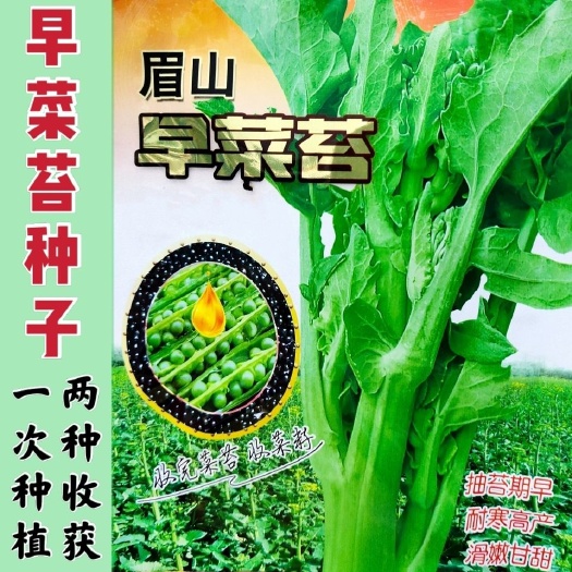 早熟油菜苔种籽种子籽秋冬季油菜薹种籽菜苔青菜籽种蔬菜孑菜台