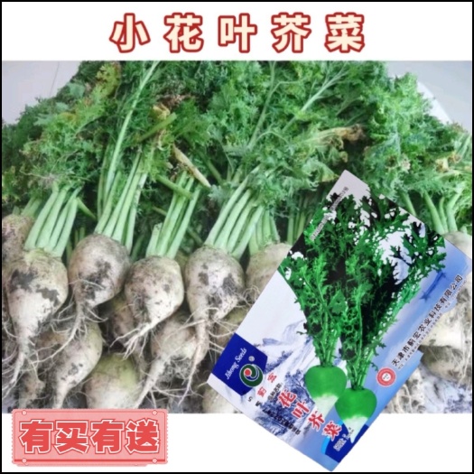 西安高产小花樱芥菜种子芥菜头光头芥疙瘩种籽咸菜大头菜四季蔬菜种孑