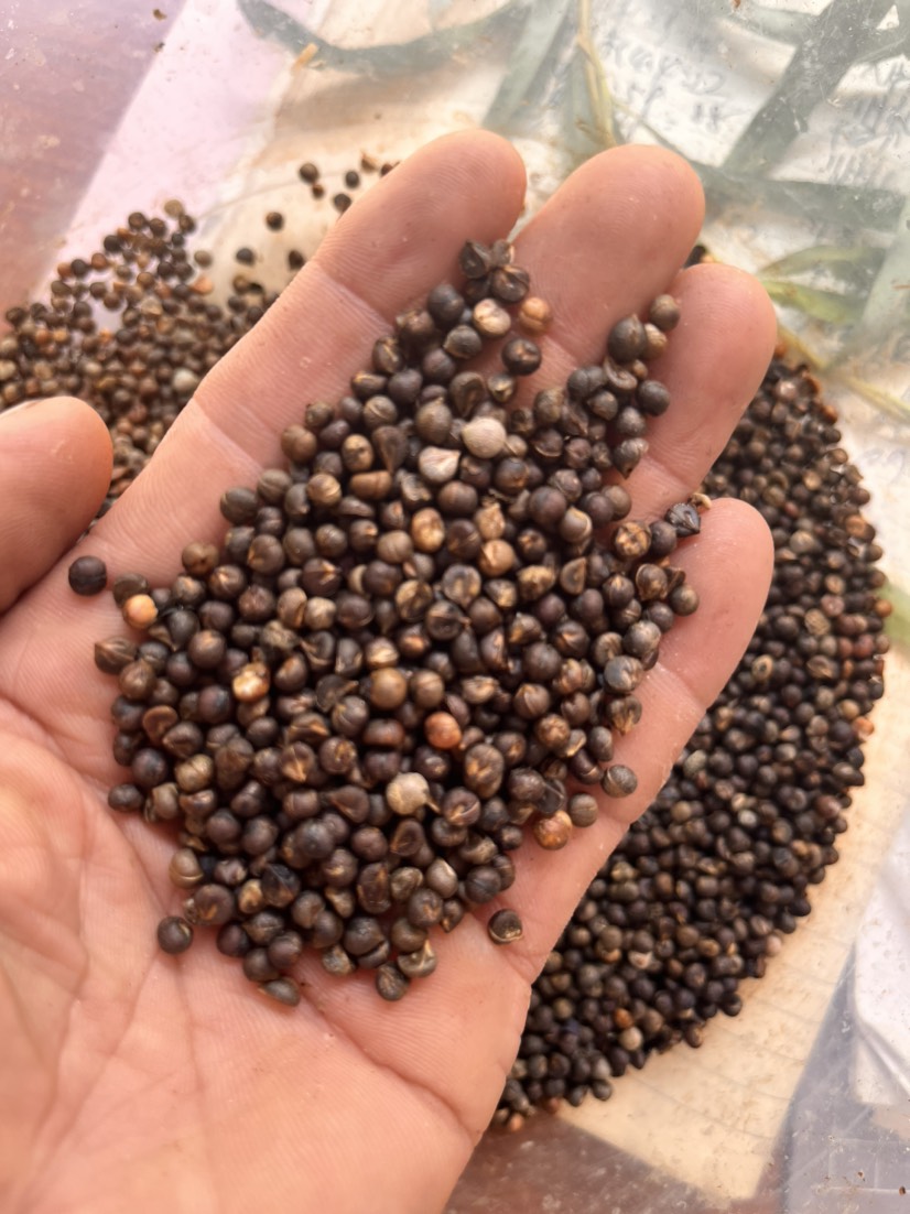 南漳县湖北高含量白心高产白蔹种子