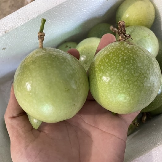 钦州钦蜜9号黄金百香果中果