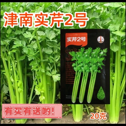 西安津南实芹芹菜种子 四季香芹种子津南实芹芹菜种籽大全芹菜种子季
