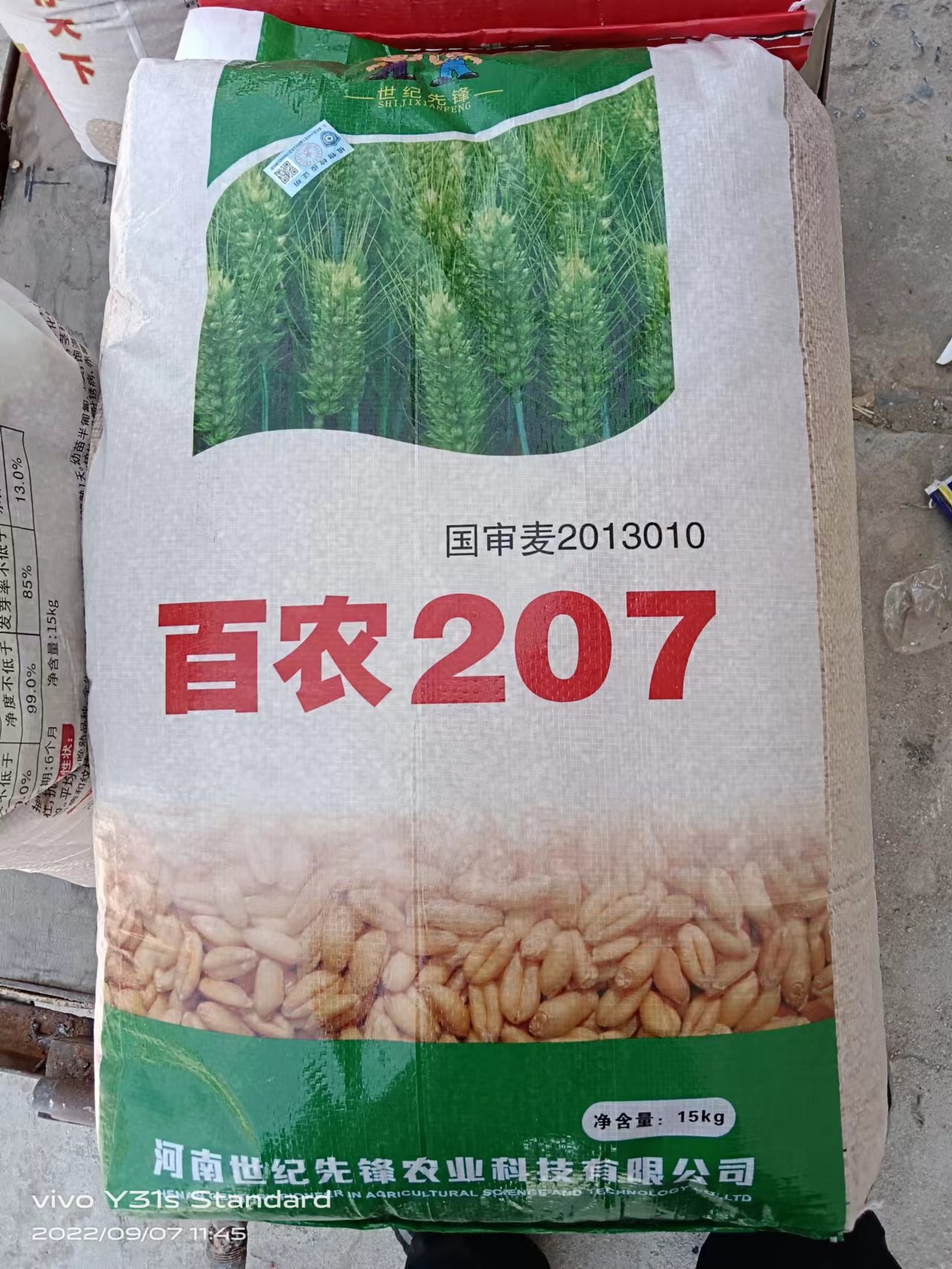 商丘小麦种子  小麦种籽百农207半冬性中晚熟品全生育期231天