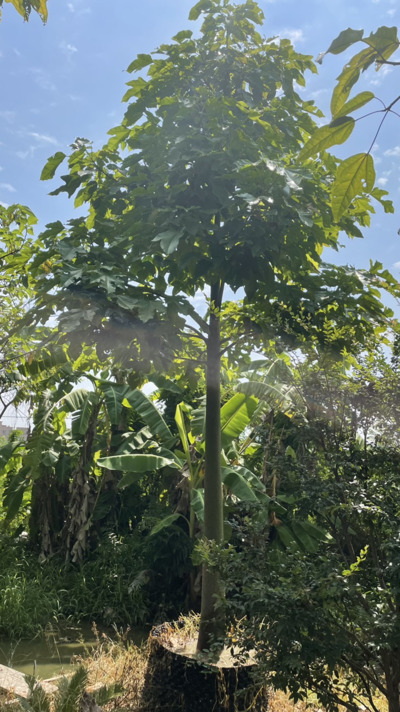 澳洲火焰木