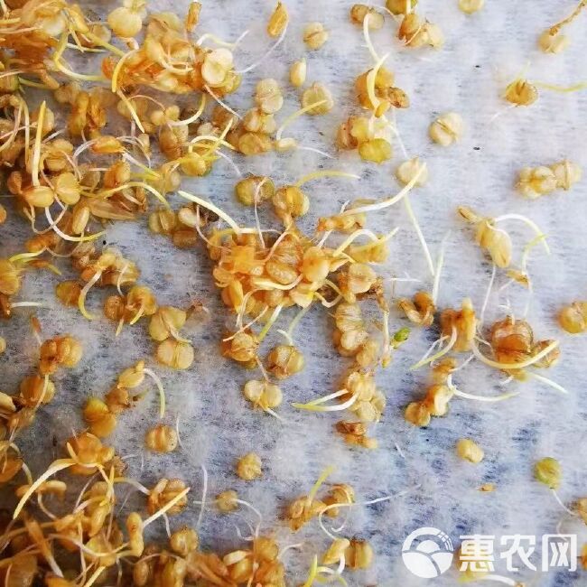 棒棒草籽小龙虾养殖水草苦梗草菵草水粺籽耐寒低温挺水水草种籽