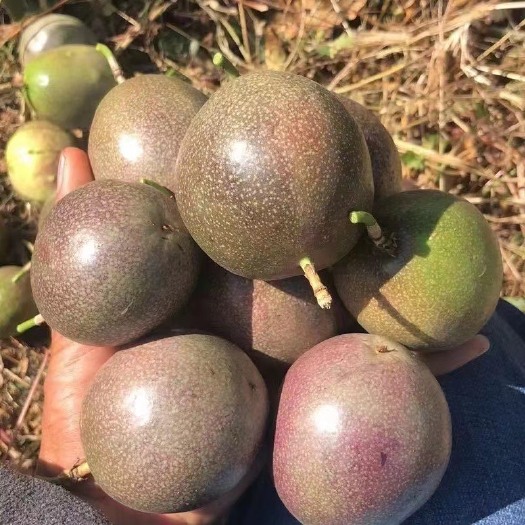 思茅台农百香果（一件代发批发）