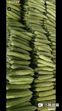 随州苦瓜