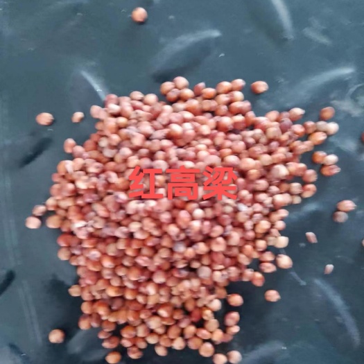 中牟县红高粱  厂家直红高梁，做酒高梁，养鸽用，磨面用