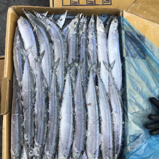 深圳秋刀鱼
