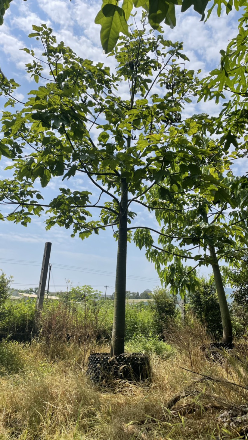 澳洲火焰木