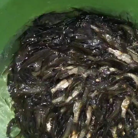 博罗县出售：黑鲩鱼苗，一斤70～80口，欢迎来电订购！