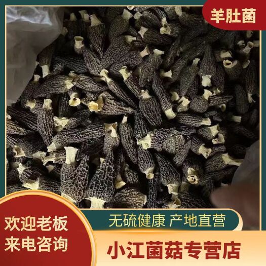 古田县煲汤备干货新鲜精选羊肚菌产地直销一斤也是批发价
