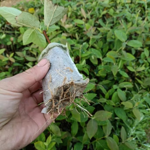 大量供应金银花苗，嫁接苗，扦插苗，湘蕾5号，包指导包成品回收