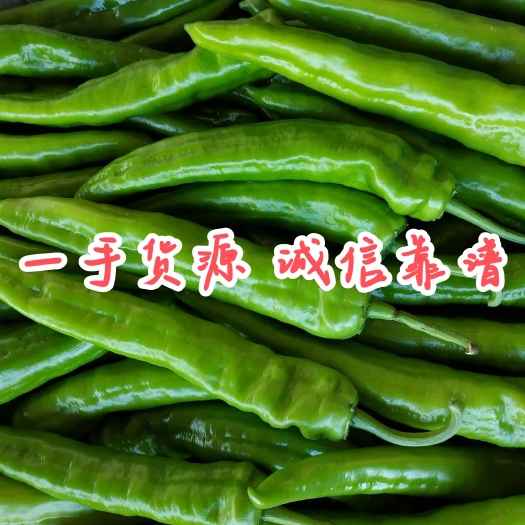 雷州市【荐】大辣椒黄皮尖椒，牛角椒羊角椒大量供应中，全国接单发货中