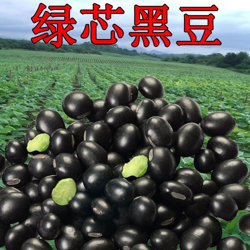 临沂青仁黑豆  黑豆 大量批发黄芯 青芯（大粒 中粒，小粒）黑豆