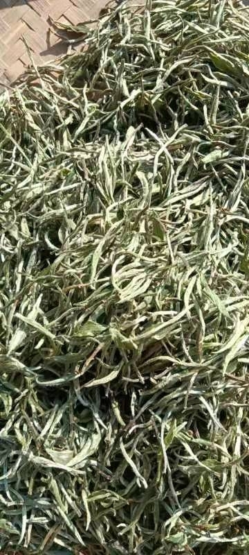 霞浦县福建白毛茶针鲜货产地直供一手货源欢迎采购