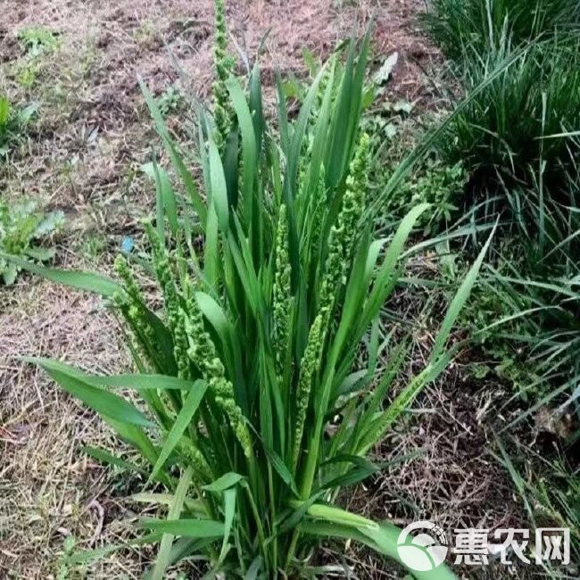 棒棒草籽小龙虾养殖水草苦梗草菵草水粺籽耐寒低温挺水水草种籽