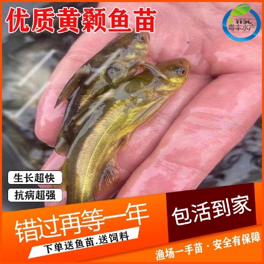 广州新苗黄骨鱼苗 杂交黄颡鱼苗 黄辣丁 水花寸苗批发
