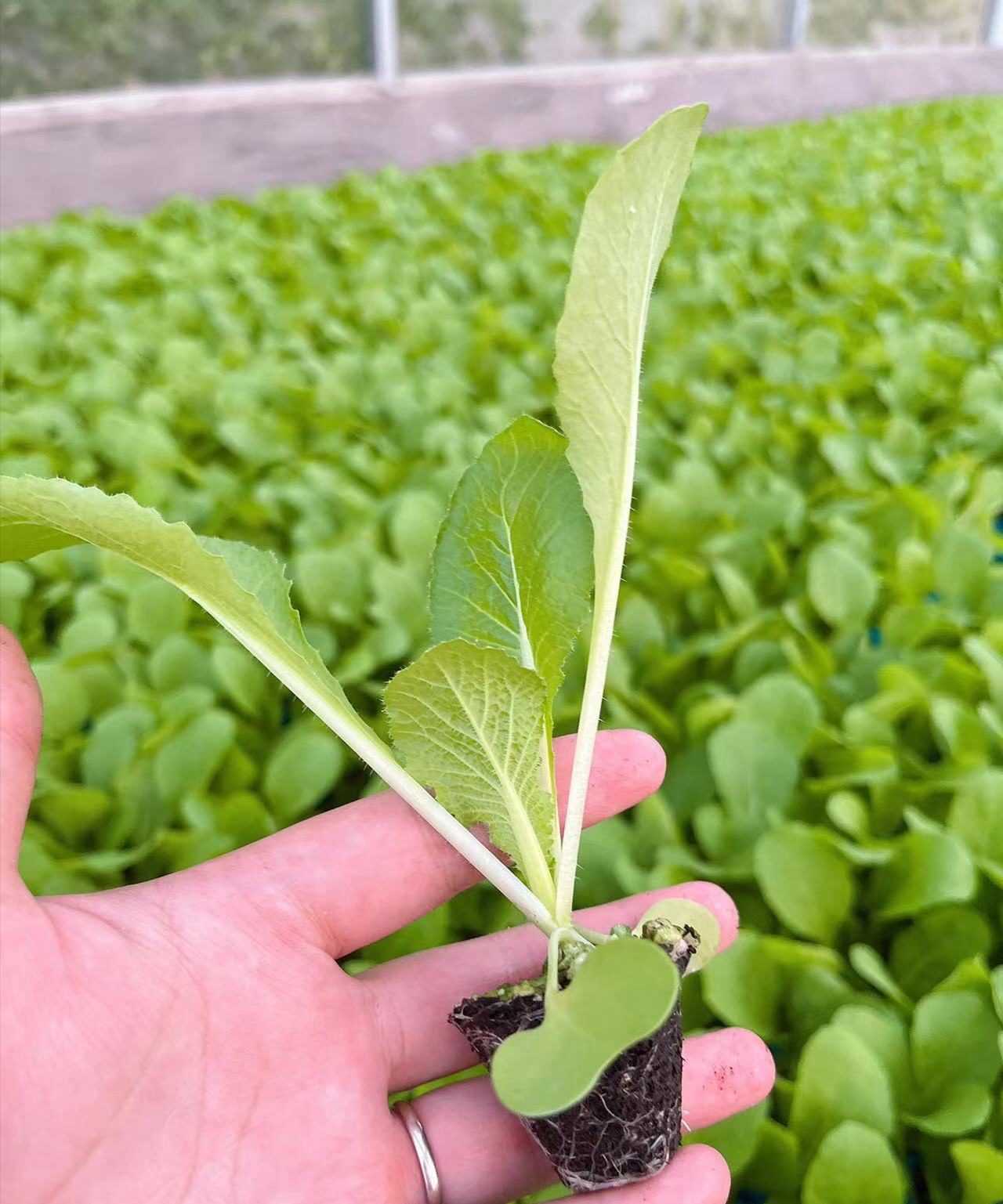 大白菜苗 耐寒黄芯白菜苗 今锦大白菜苗 吉锦白菜苗 越冬早春