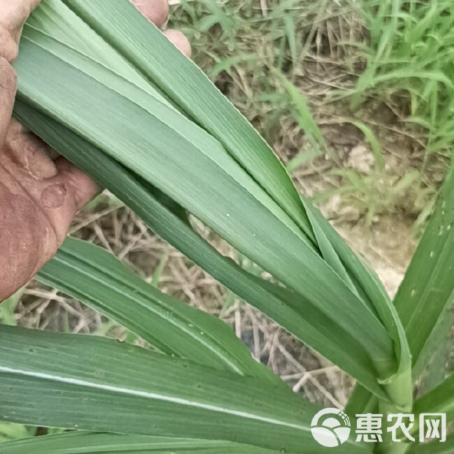 无毛甜象草3号，叶大，无毛，现砍现发