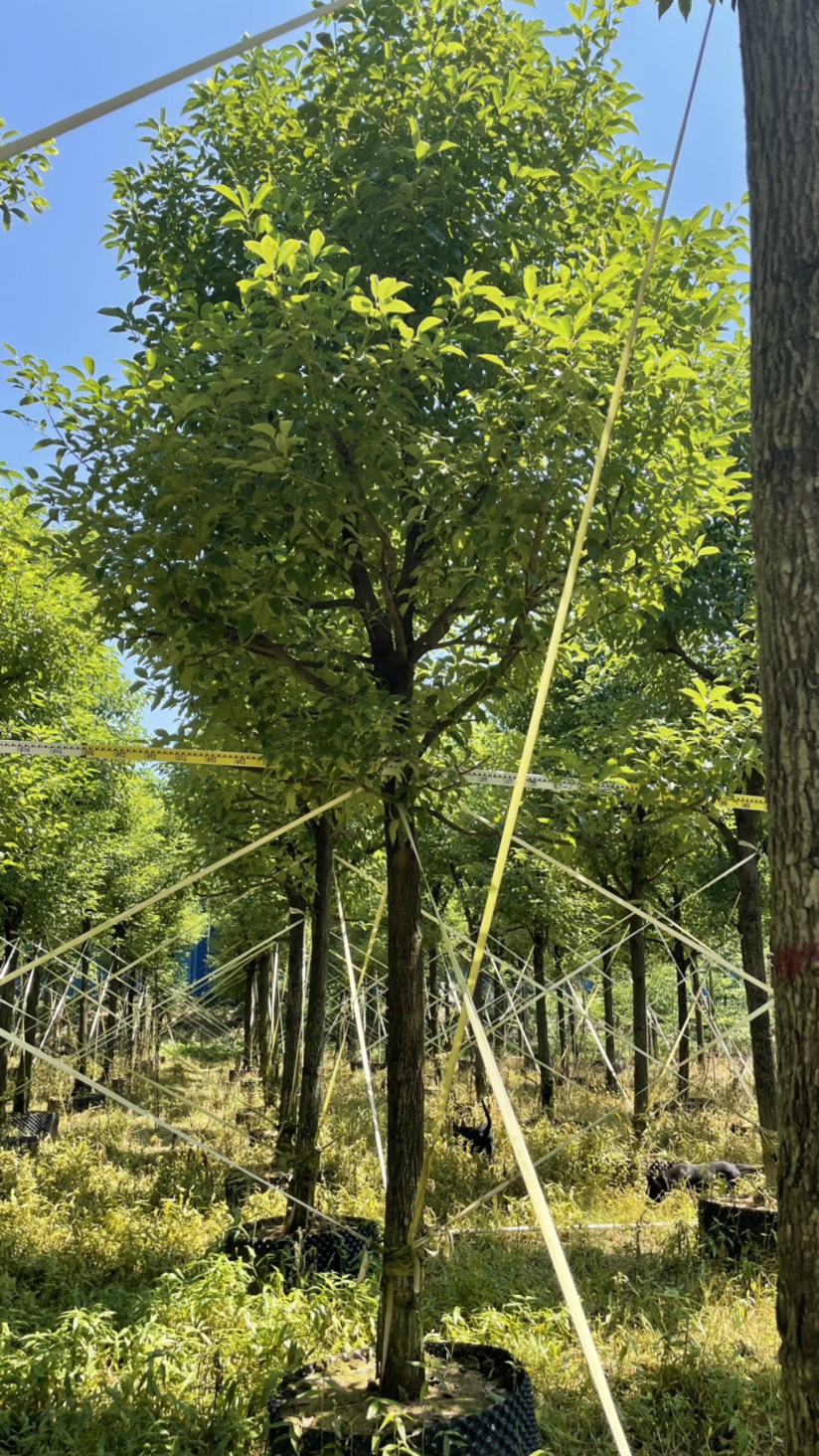 香樟