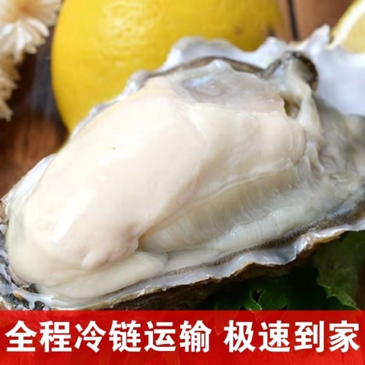 长沙【新鲜到家】新鲜生蚝肉鲜活去壳海蛎子肉牡蛎肉海鲜火锅生蚝批发