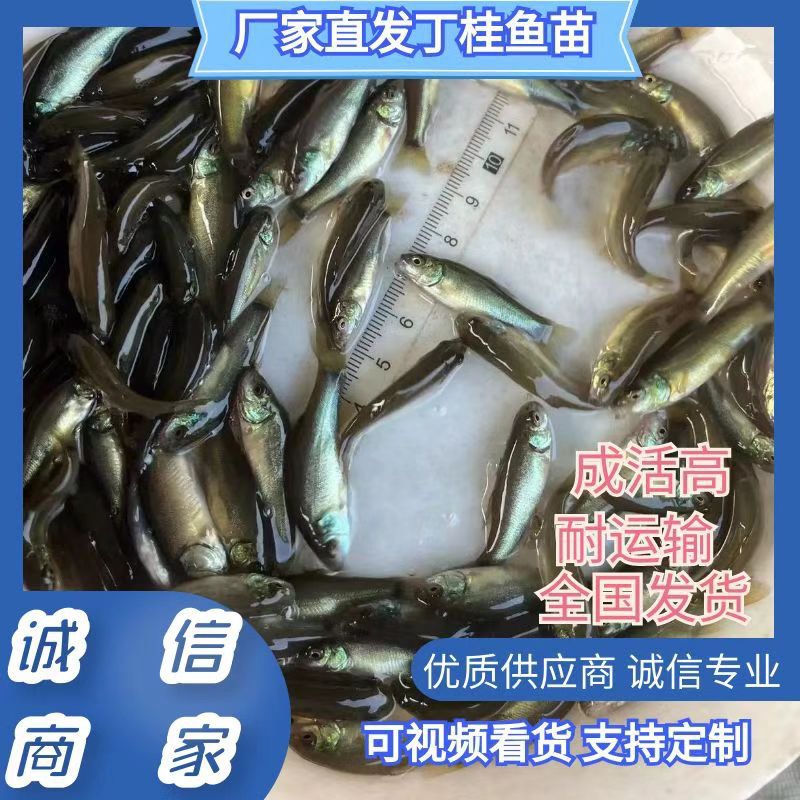 广州丁桂鱼苗 精选优质品种 场地直销 全国发货