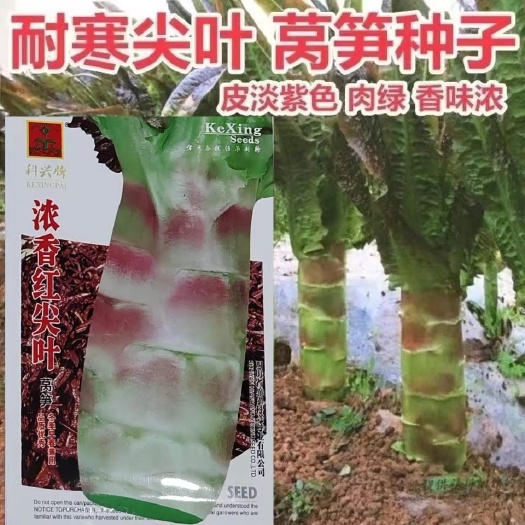 邵东市莴笋种子 秋播高产蔬菜种子大田用种莴苣青笋二白皮红尖叶莴笋种