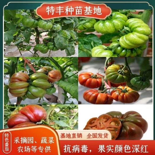 【采摘园，农场推荐】丑八怪番茄苗，口感好
