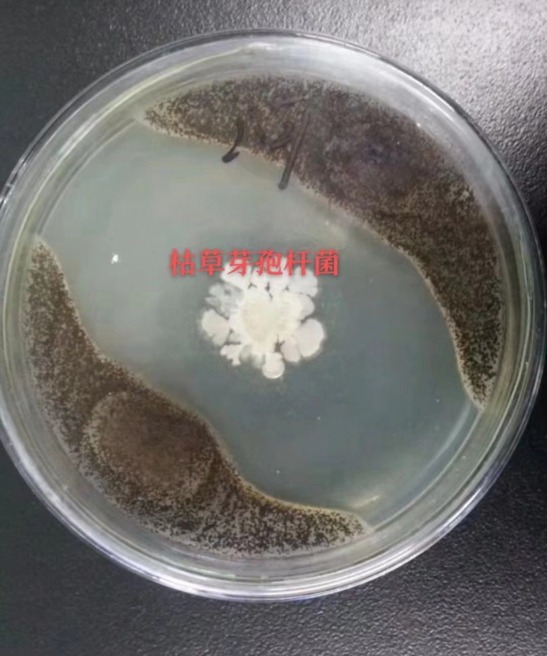 【包邮】枯草芽孢杆菌200亿 1公斤微生物菌剂 防根腐病生根