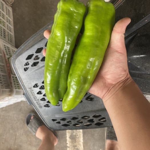 邯郸尖椒 精品尖椒 供应 超市 电商 市场 食堂 对接