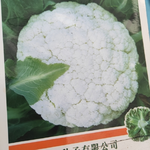 通海县松花菜苗 花菜苗（小米系列）