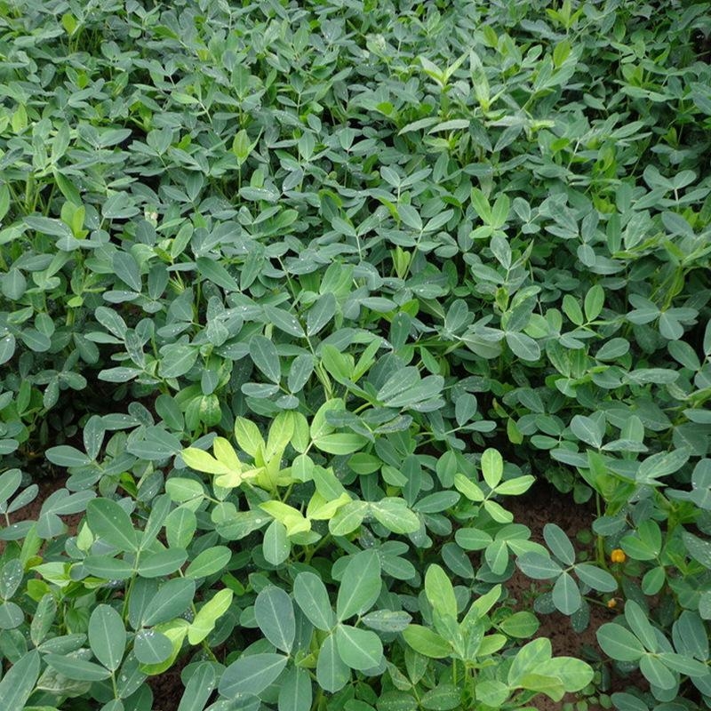 牛羊草料羊草飼料草 花生秧草料花生秧草粉 馬驢兔鴕鳥鵝草料