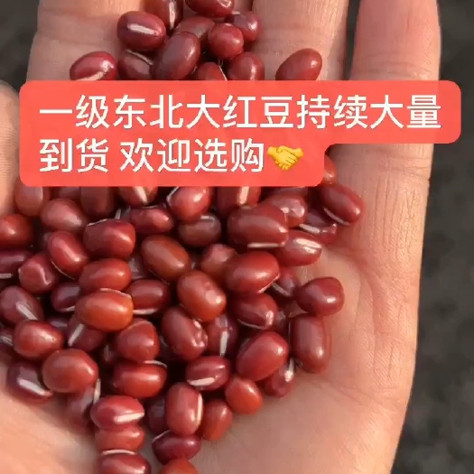 临沂红豆  现货供应东北大粒红豆 五谷杂粮袋装50斤量大从优