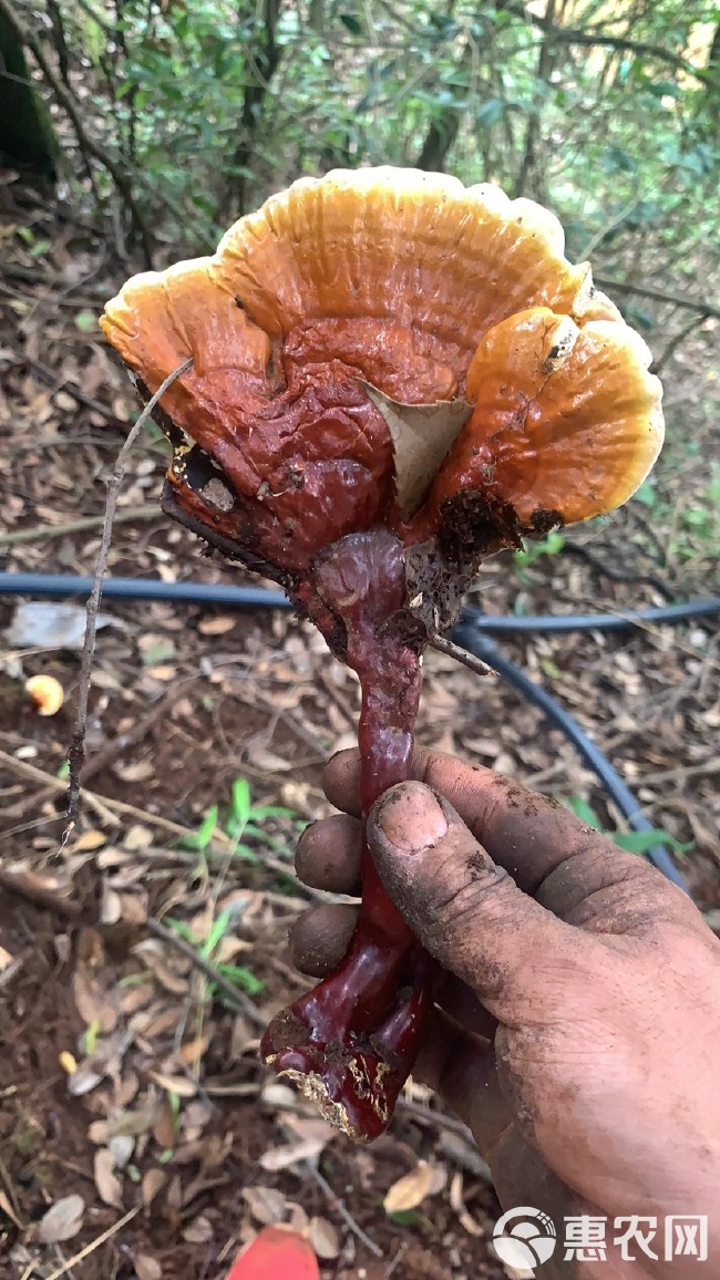 西藏白肉白心灵芝